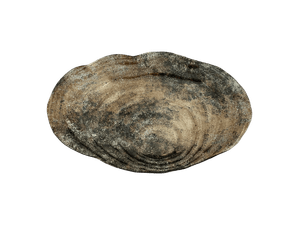 Centro de Mesa Concepts 441-667362 Marrón